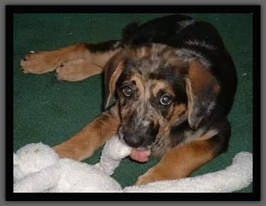 A black and brown Aussiedor puppy is laying on a carpet and it is chewing on a plush rabbit toy.